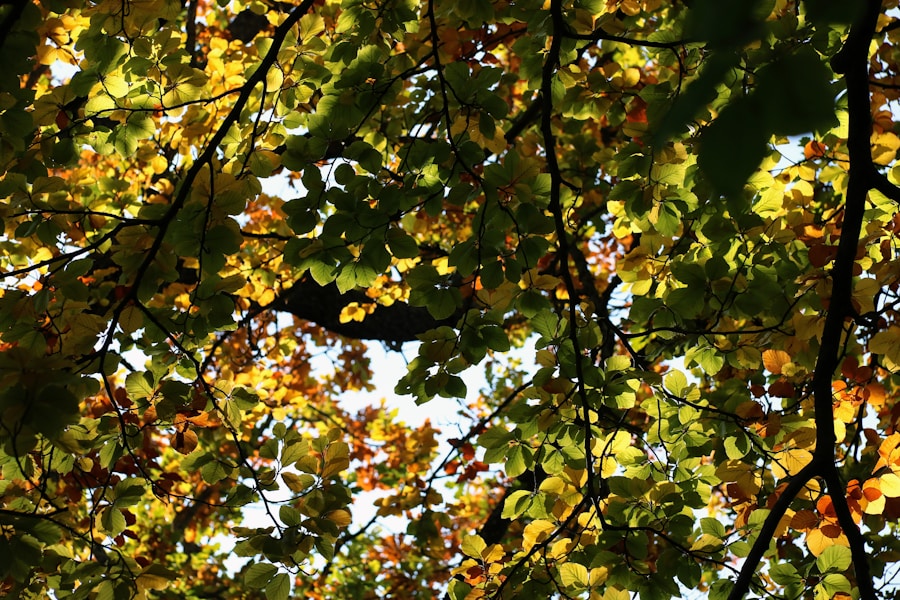 Herbstliche Entdeckungsreise: Berlin & Brandenburg im goldenen Oktober