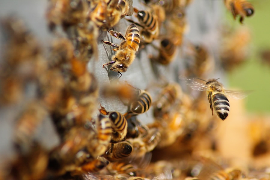Erleben Sie die Geschichte und Kultur von Bienenstadt Hohen Neuendorf: Ein unvergessliches Reiseziel